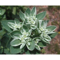 Asian garden indoesnisa Snow on the mountain Euphorbia seeds flower seeds for growing